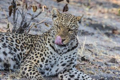 Leopard