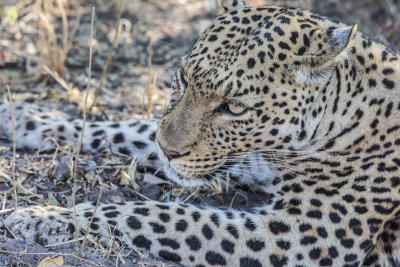 Leopard