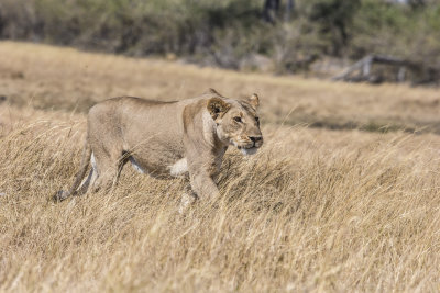 Lioness stalks