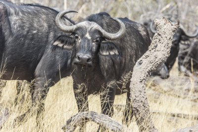 Water Bufflow