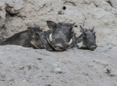 Warthog family