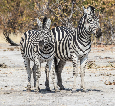 Zebras