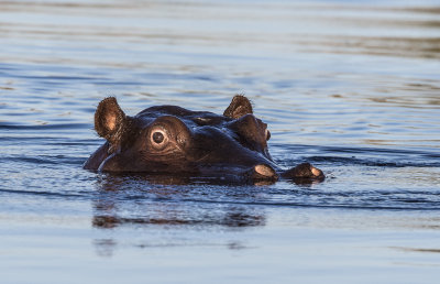Hippo in water