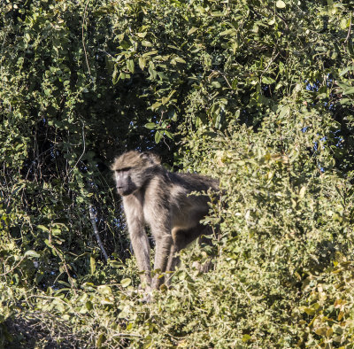 Baboon