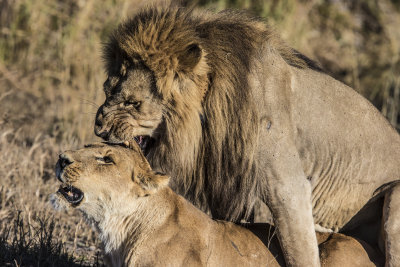 Lion Pairing