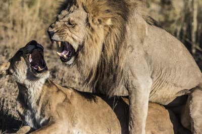 Lion Pairing