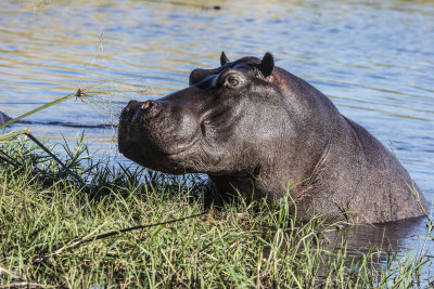 Hippo in water