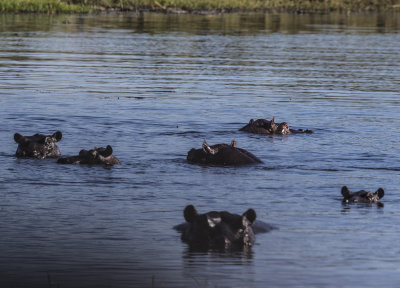 Hippo in water