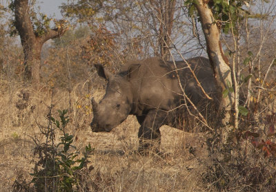 White Rhino