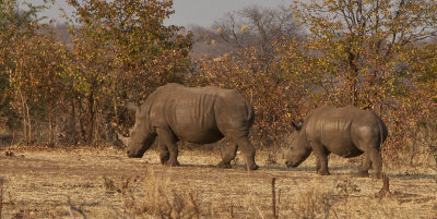 White Rhino