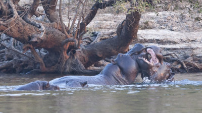 Fighting Hippos