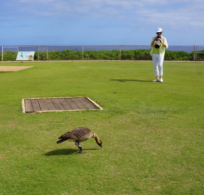 Hawaii geese and Sue