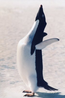 img001.jpg