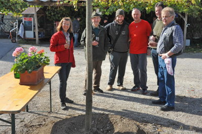 Neue Dorflinde in Ofenbach I