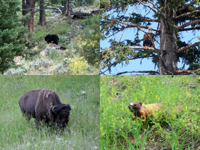 wildlife
