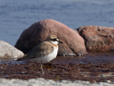 Greater Sand Plover - kenpipare  (Charadrius leschenaultii)