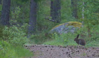skogshare - Mountain Hare (Lepus timidus)