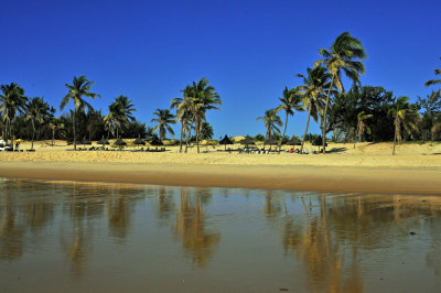 THE PALM TREES ON THE BEACH