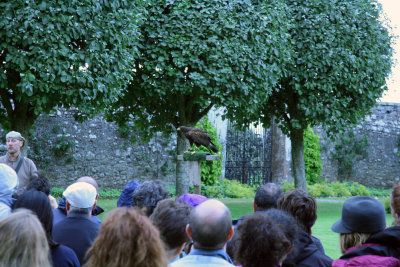 Falconry at Dornoch Castle.jpg