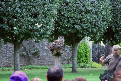 Falconry at Dornoch Castle-3.jpg