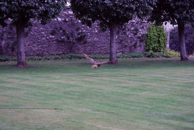 Falconry at Dornoch Castle-8.jpg