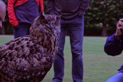 Falconry at Dornoch Castle-9.jpg