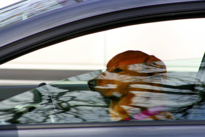 Designated Dog