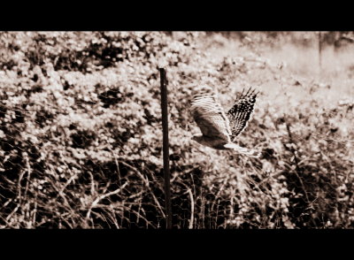 IMG_3820bw.jpg