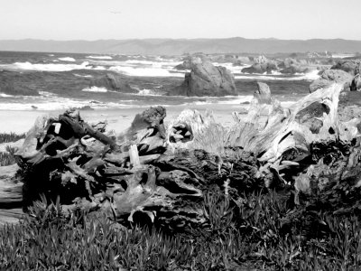 Mendocino Coast Trail.JPG