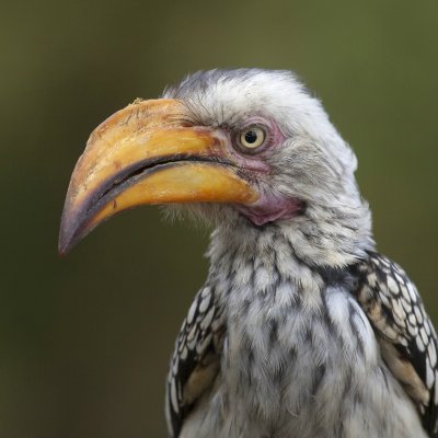 HornschnabelYellow Hornbill