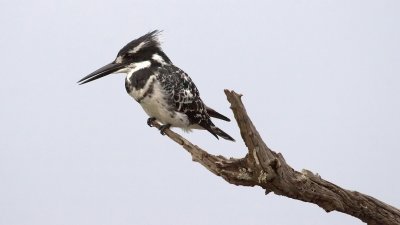 ElsterneisvogelPied Kingfisher
