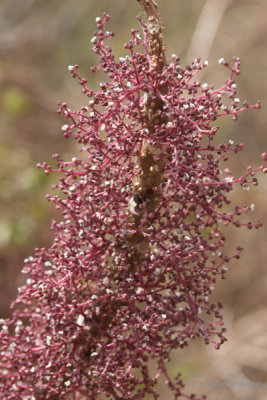 Singular Flor en las Faldas del Volcan