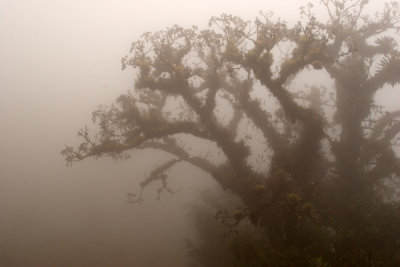 La Niebla Produce Vistas Especiales