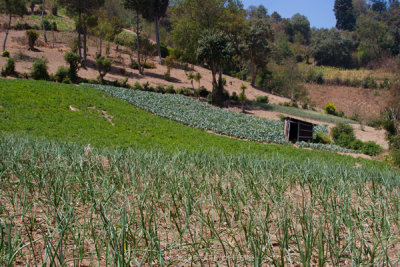 En las Faldas del Volcan se Cultiva Cebolla y otras Hortalizas