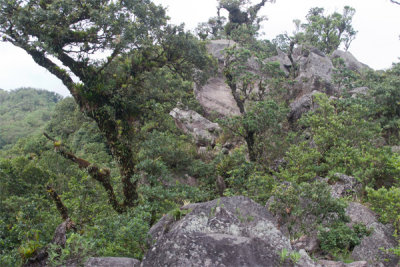 Piedras Enormes y Vegetacion en el Crater