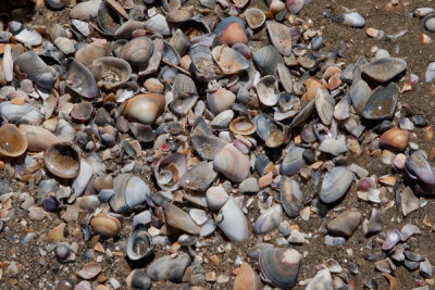 En las Playas de Siete Altares se Encuentran Muchas Conchas