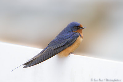 Barn Swallow