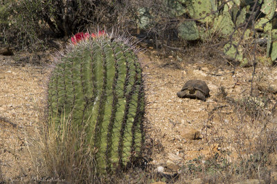 Sonoran Desert Tortoise #3