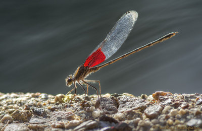 American Rubyspot Damselfly