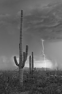 Electric Saguaros