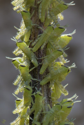 Grasshopper Nymphs