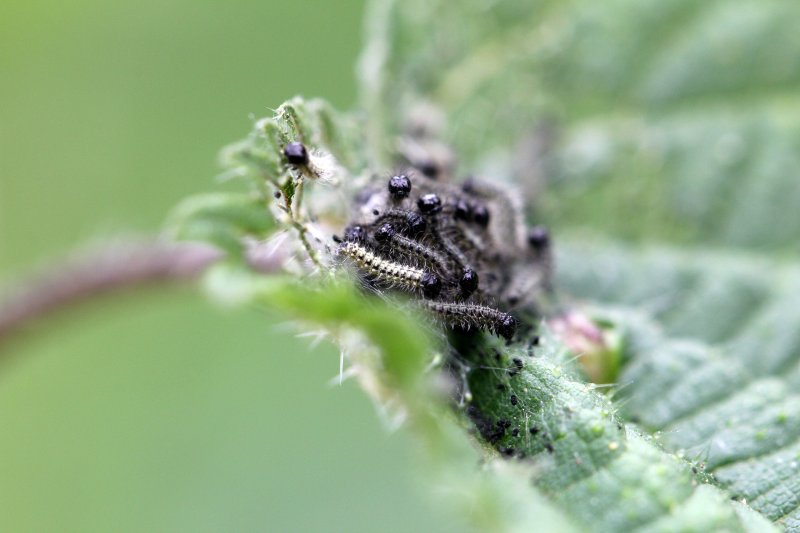 Une semaine aprs, les chenilles ont clos - A week later, the caterpillars were hatched