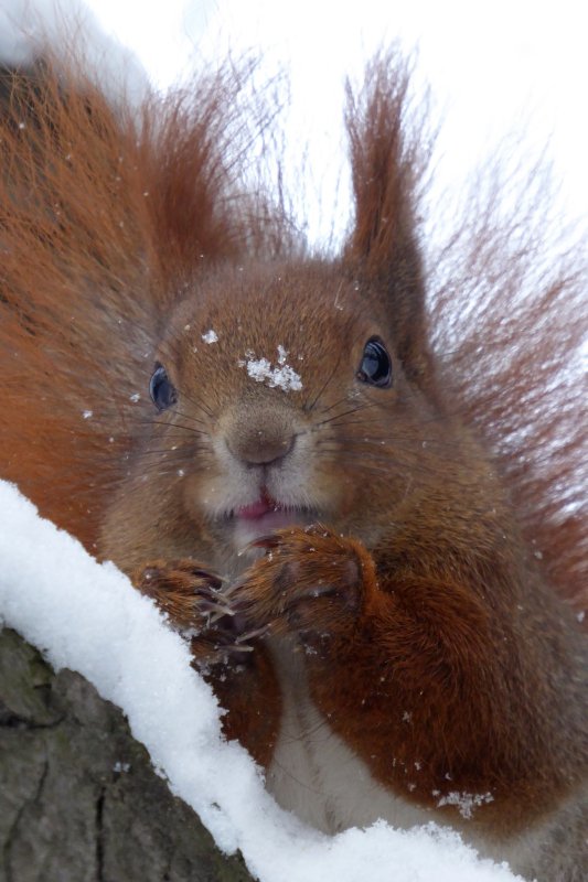 Squirrel in the Ujazdowski park