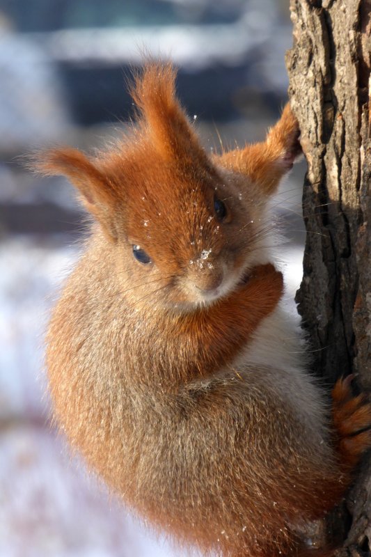 Squirrel in the Ujazdowski park
