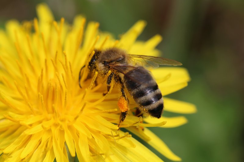Abeille mellifre butinant