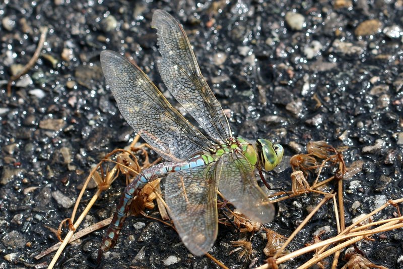 Attire par leau de mon karcher, cet anax imperator est venu pondre sur le trottoir mouill
