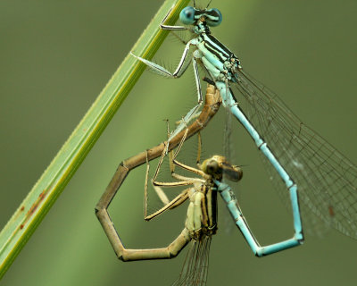 Pendant l'accouplement des libellules, le mle et la femelle s'unissent en formant un coeur.