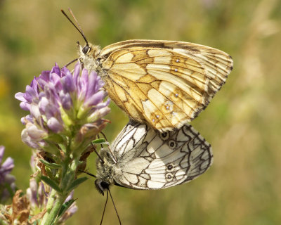 Deux papillons demi-deuil s'accouplent sur une fleur de trfle.