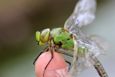 Ne dans la nuit, cette jolie aeschne cherchait un support pour dployer ses ailes...