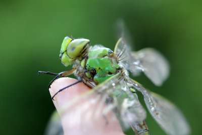 pendant près de 2 heures, le temps de déployer et de sècher ses ailes